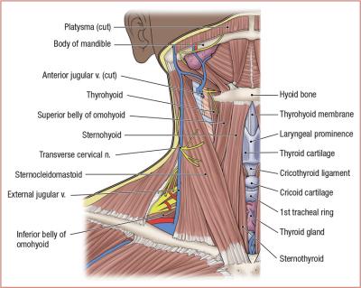 thumbs/Anterior Muscular Traingle of the Neck.jpeg.jpg